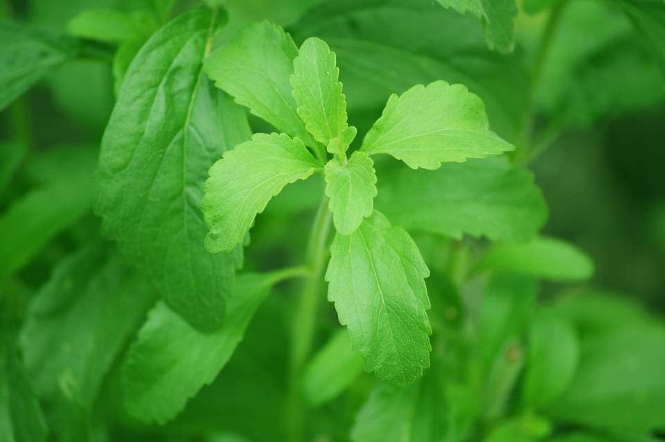 Propiedades de la Stevia