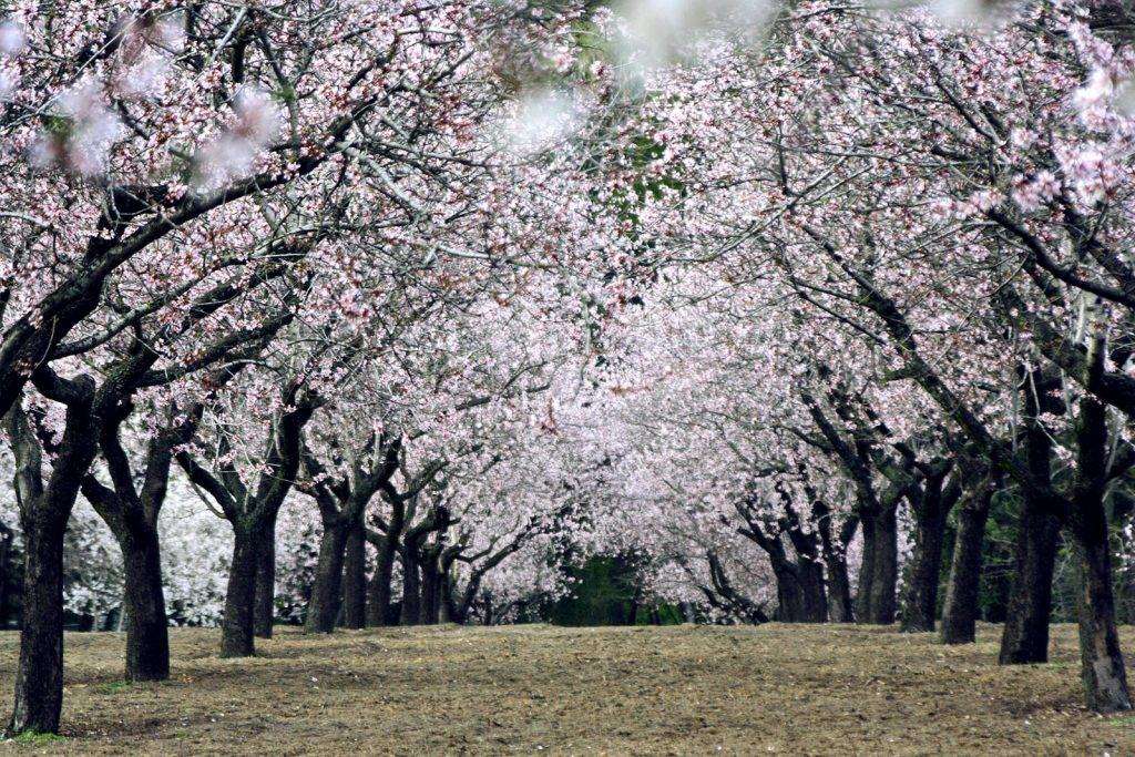 Almendros-en-flor