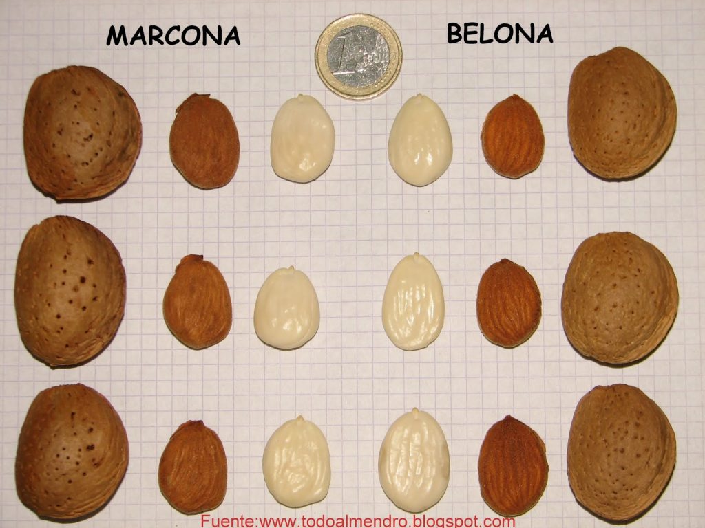 Almendra Marcona Belona