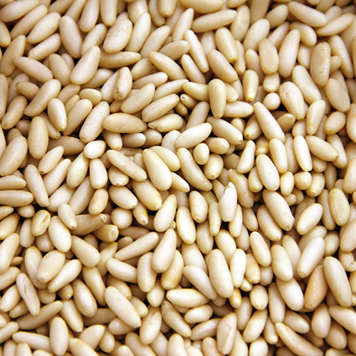 Piñon Español - Piñon Nacional