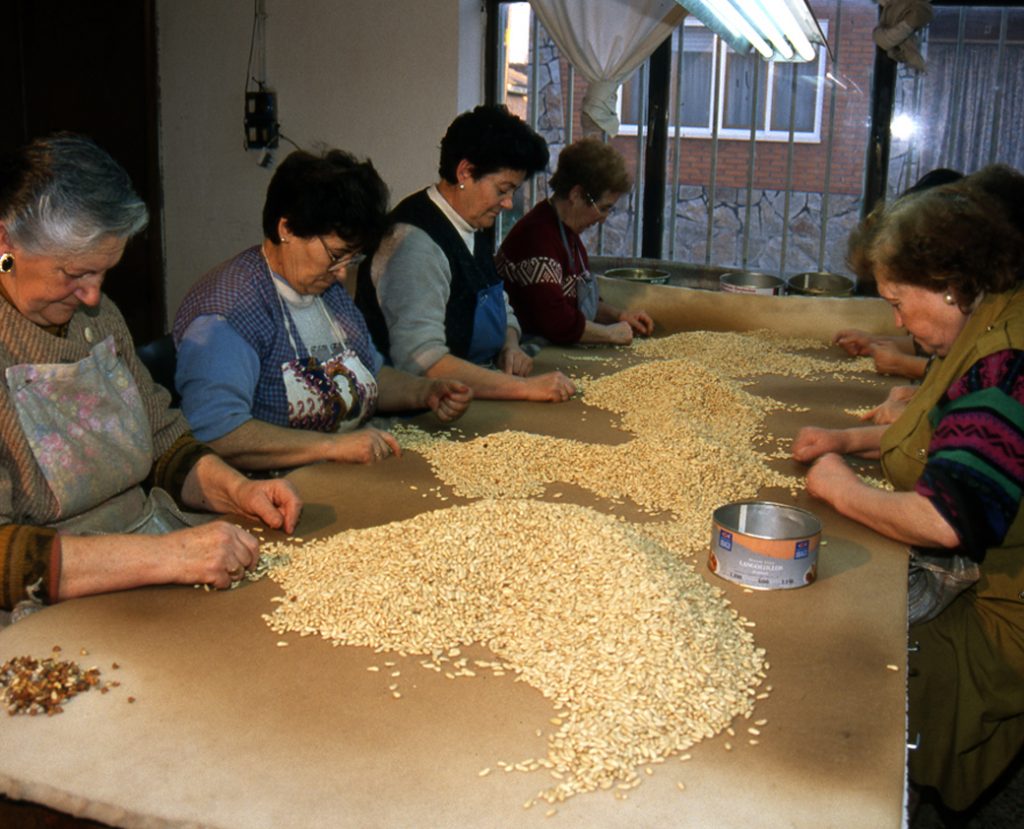 Oficio de las piñoneras - piñon nacional
